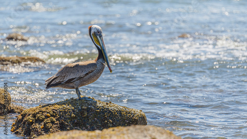 Graceful Pelicans - Beach Bliss © Alfredo Juarez
