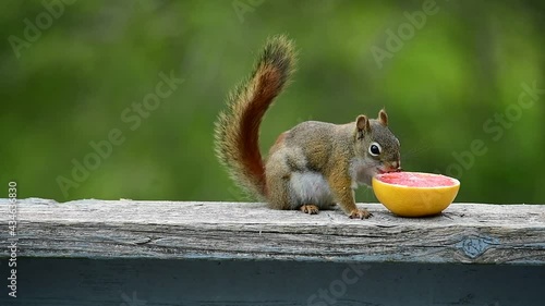 American Red Squirrel Eating a Grapefruit