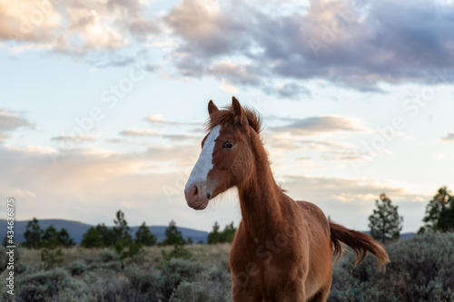 Young Horse in a field during a sunny spring sunset. Taken in Savona, British Columbia, Canada. © edb3_16