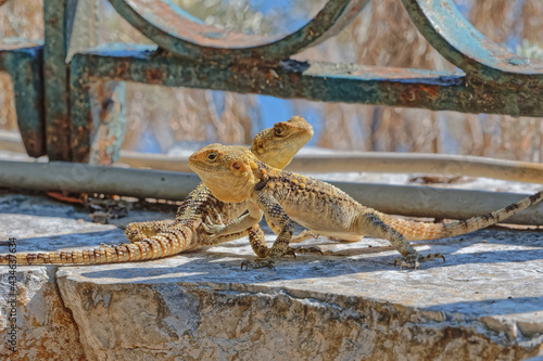 Canvas Print Stellagama lizards at the old wall in Corfu Greece