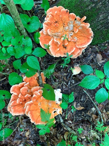 Chicken of the woods fungus grows in a bright orange hue in Indiana.