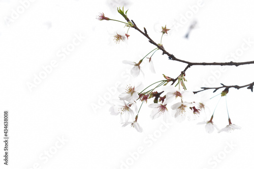 井の頭公園の桜 © 郁男 中山