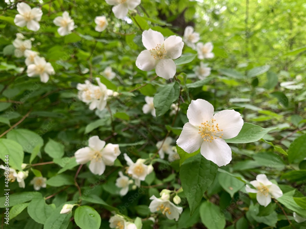 Sweet mock orange displays vivid white blossoms as it blooms in Indiana. Sweet mock orange displays vivid white blossoms as it blooms in Indiana.