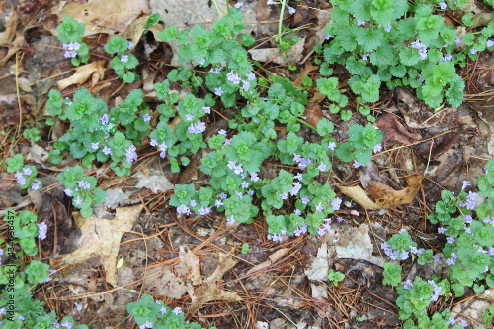 Fototapeta premium moss on a tree trunk