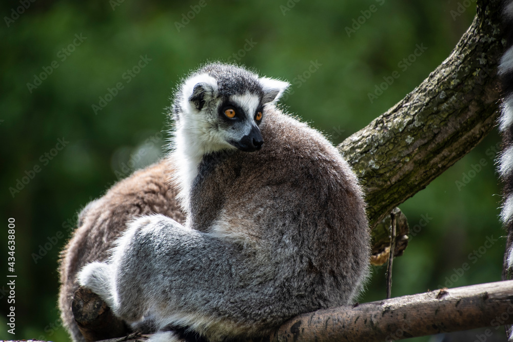 Obraz premium Ring tailed Maki Catta lemur with big orange eyes. Madagascar lemur.