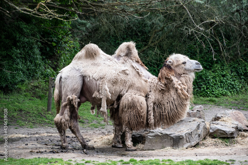 White Bactrian Camel. Geographic Range  Its population of two million exists mainly in the domesticated form