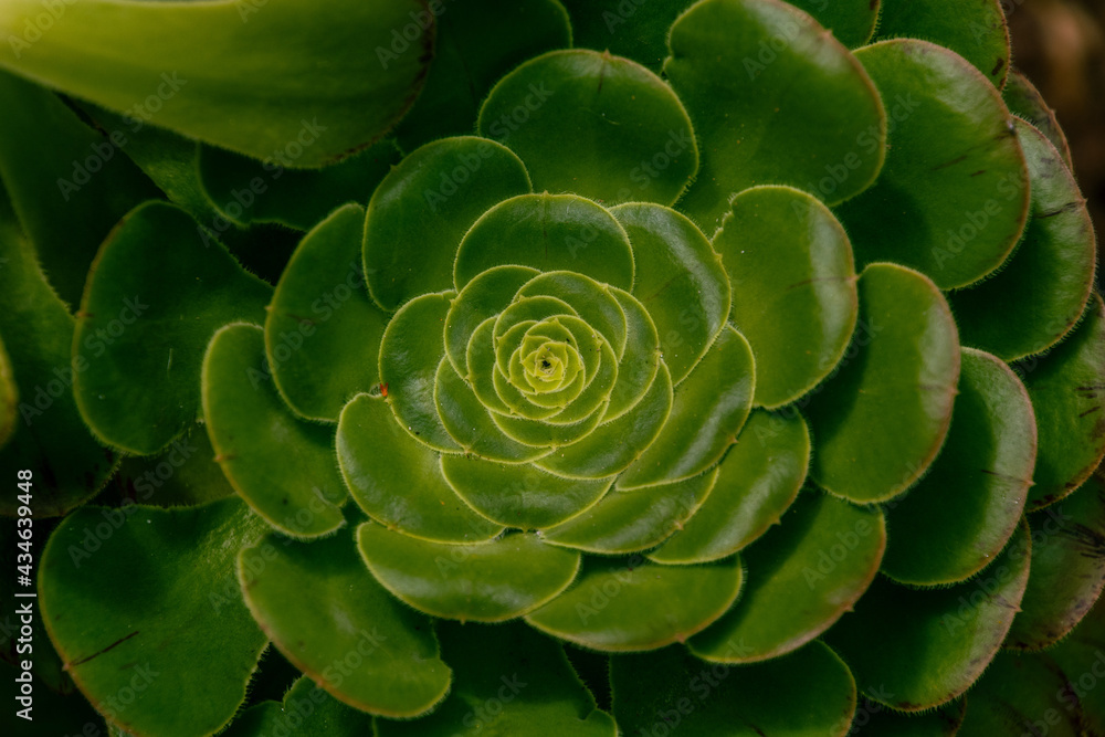 Aeonium canariense pertenece a la familia Crassulaceae Aeonium canariense pertenece a la familia Crassulaceae