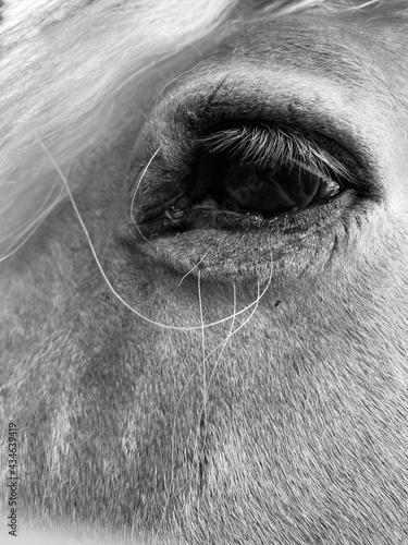 horse eye shadow © Rebecca