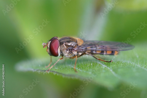 Closeup of a marmalade hoverfly (Episyrphus balteatus) on a green leaf photo