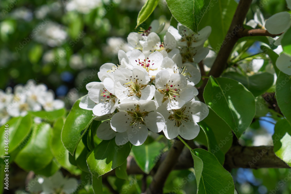 Spring nature. Blooming pear tree flowers. Spring nature. Blooming pear tree flowers.