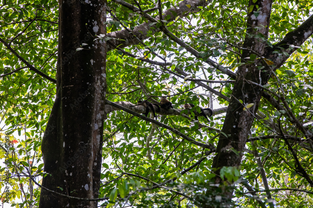 White-throated capuchins monkeys in Costa Rica White-throated capuchins monkeys in Costa Rica