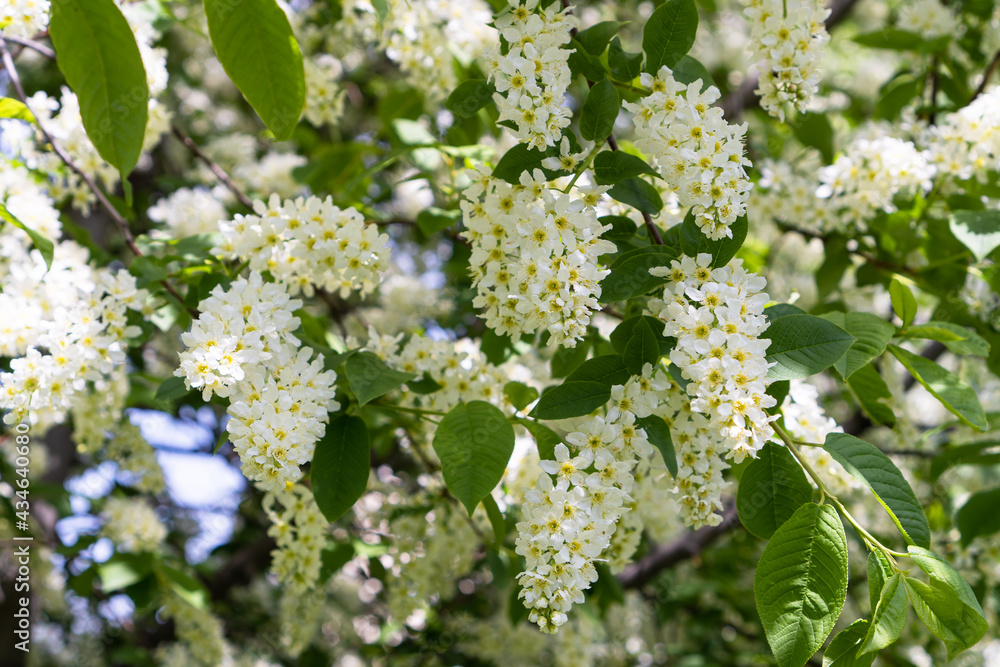 Beautiful floral spring background. Bush of blooming bird cherry tree. Beautiful floral spring background. Bush of blooming bird cherry tree.