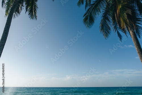 horizon of the atlantic ocean between two palms