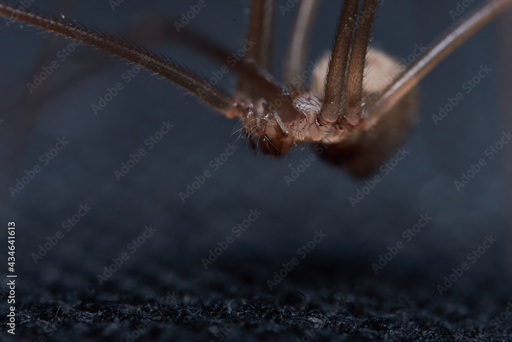 house spider, macro photography brown spider house spider, macro photography brown spider