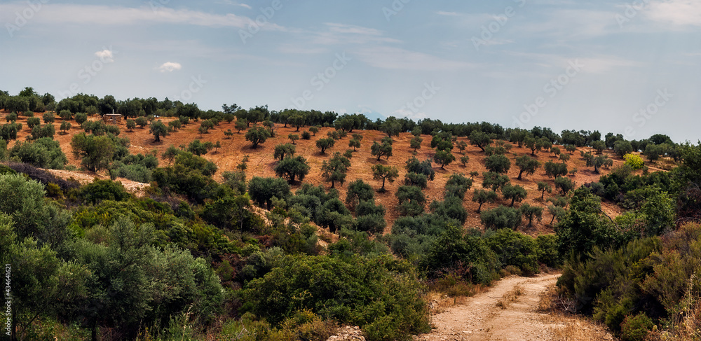 Panoramic View of Olive Garden Growing on Hillside Among Bushes and Trees Under Blue Sky - Countryside Mountain Landscape on Sithonia Chalkidiki Greece