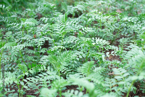 Green twigs with small leaves of the chickpea plant. Spring shoots of early greenery