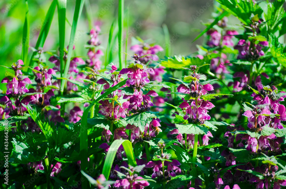 Fototapeta premium Deaf nettle during the flowering period. Medicinal plant with purple flowers