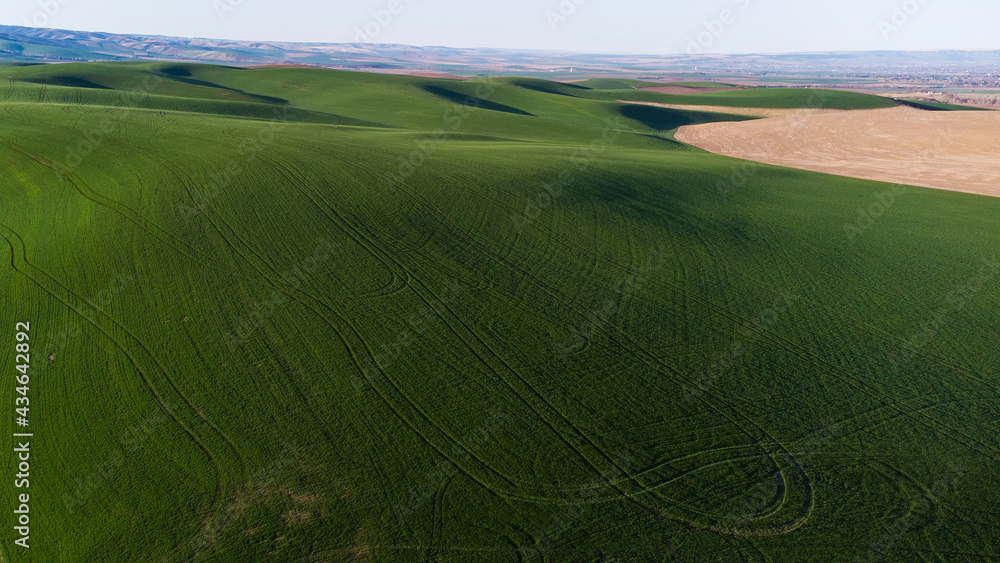 Aerial view of vibrant green wheat fields in Walla Walla, Washington