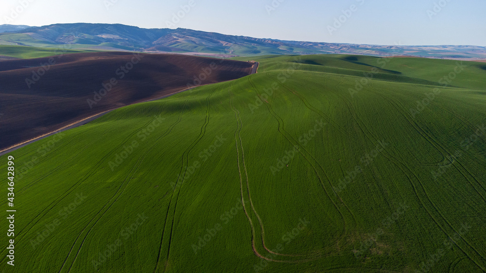 Obraz premium Aerial view of vibrant green wheat fields in Walla Walla, Washington