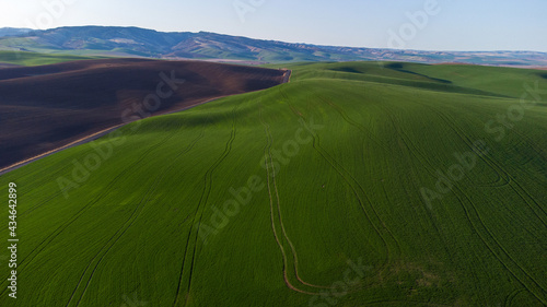 Aerial view of vibrant green wheat fields in Walla Walla, Washington © Mat Hayward