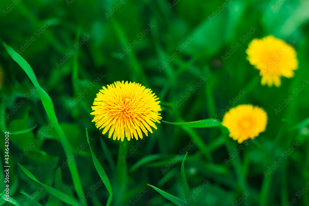 dandelion field. Spring green lawn with yellow dandelion flowers. Summer Background soft focus dandelion field. Spring green lawn with yellow dandelion flowers. Summer Background soft focus