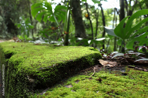 Brazilian natural landscape. Floor with moss  natural background  background for banners about nature  natural support for photo montage