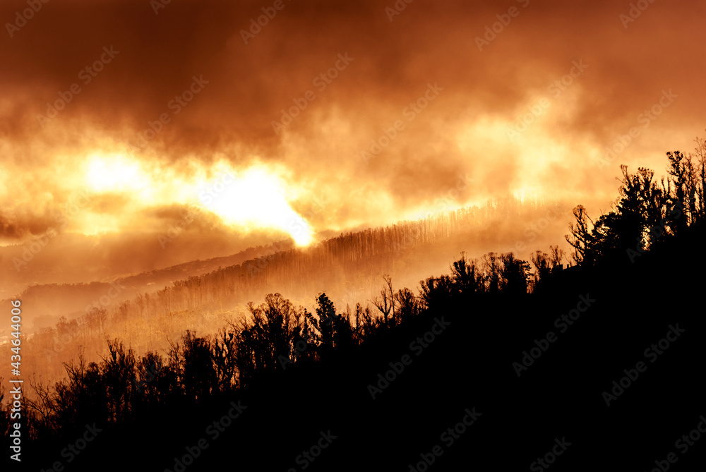forest in flames, land burning, environmental disaster