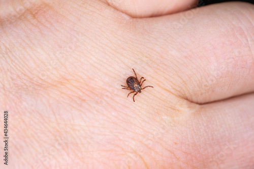 A tick on a man's hand is looking for where to bite. © Ilya
