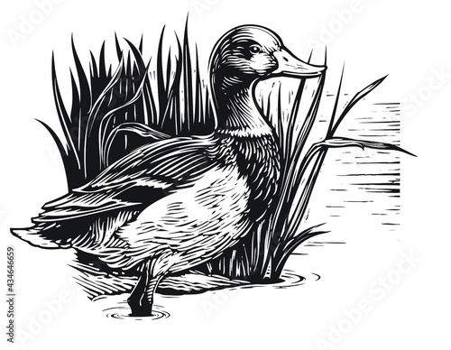 illustration of a duck