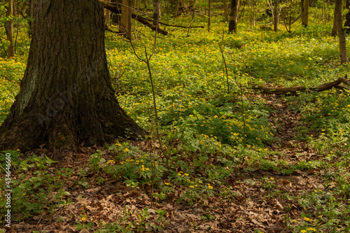 Anemone buttercup in the spring forest.The ground is covered with yellow flowers. High quality photo