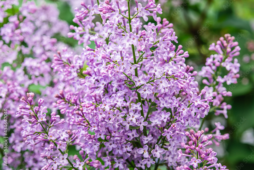 lilac macro. selective focus. purple background