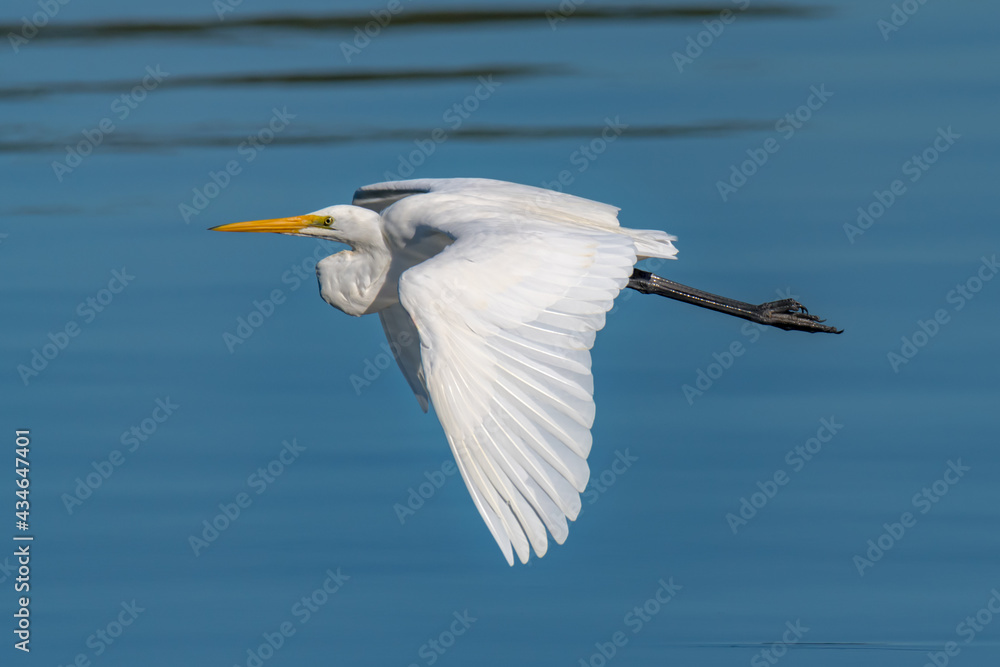 Eastern Great Egret in flight Eastern Great Egret in flight