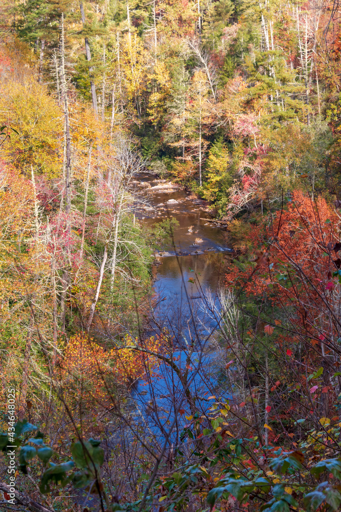 colorful autumn foliage of trees inside the Great Smoky Mountain national Park in Tennessee. colorful autumn foliage of trees inside the Great Smoky Mountain national Park in Tennessee.