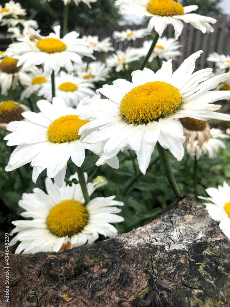 Fototapeta premium daisies in a garden