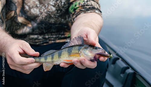 Fototapeta Naklejka Na Ścianę i Meble -  Man holding a beautiful yellow perch caught from a boat on a fresh water lake, during early spring