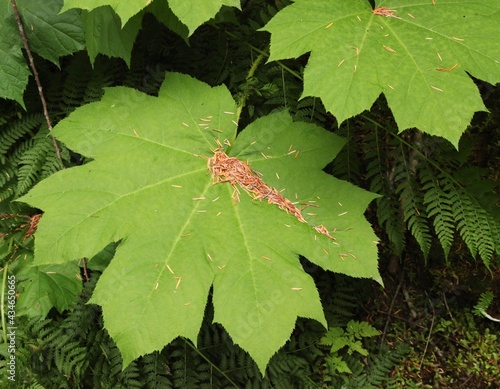 Devil's Club (Oplopanax horridus) in Cabinet Mountains, Montana