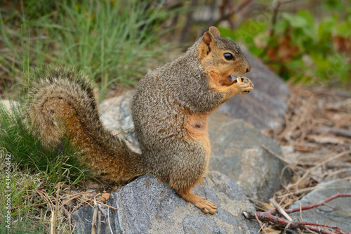 Pregnant Red Fox Squirrel with teat standing on rock while eating kernel of corn © merrimonc