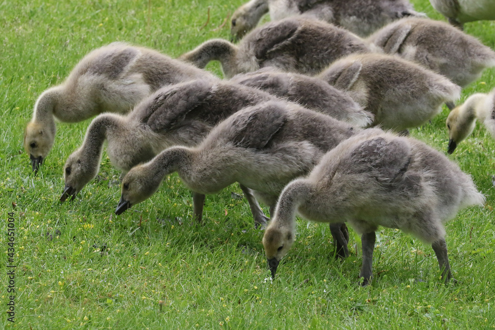 Canada geese adults and chicks in a group brooding situation, where chicks of different ages are mixed together with the parents watching all chicks as a group. Different ages of geese chicks are seen Canada geese adults and chicks in a group brooding situation, where chicks of different ages are mixed together with the parents watching all chicks as a group. Different ages of geese chicks are seen