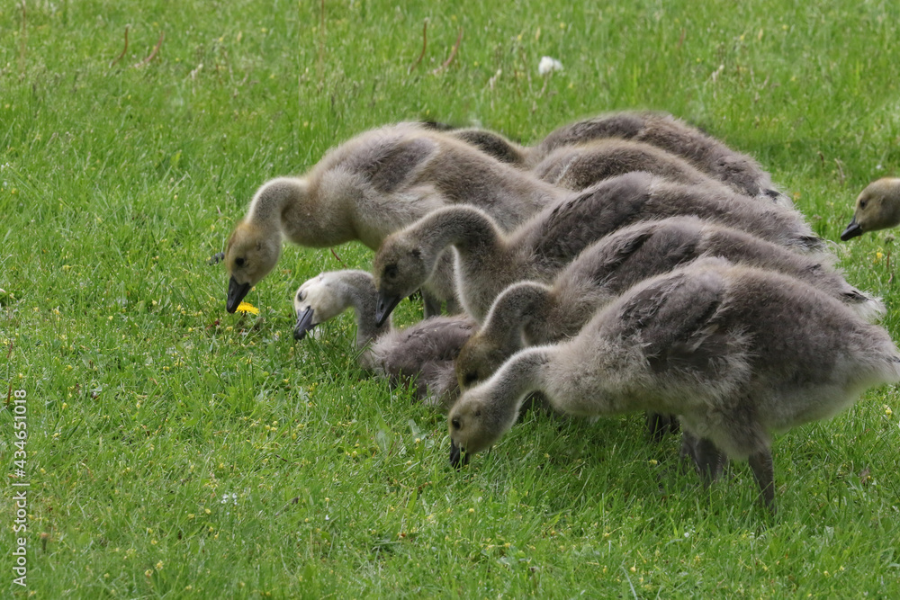 Canada geese adults and chicks in a group brooding situation, where chicks of different ages are mixed together with the parents watching all chicks as a group. Different ages of geese chicks are seen Canada geese adults and chicks in a group brooding situation, where chicks of different ages are mixed together with the parents watching all chicks as a group. Different ages of geese chicks are seen