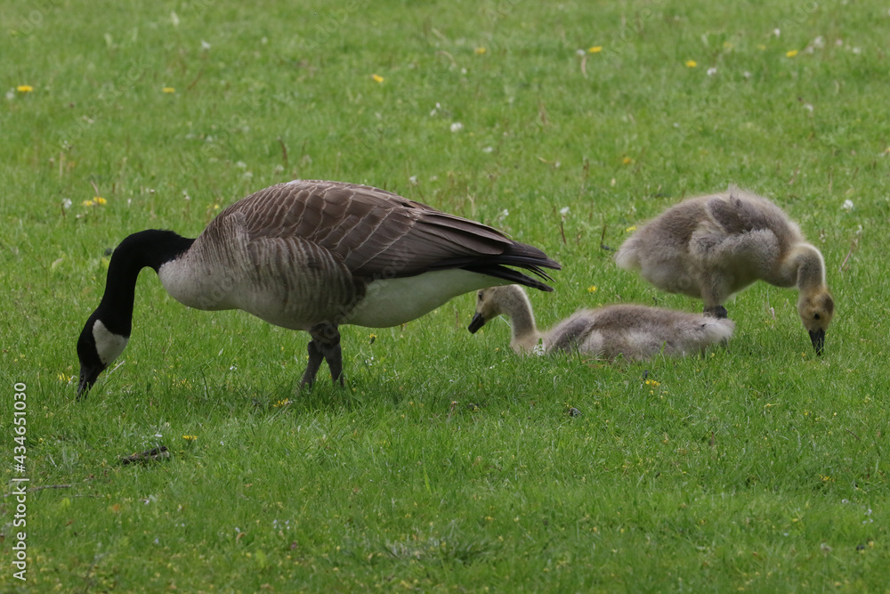 Canada geese adults and chicks in a group brooding situation, where chicks of different ages are mixed together with the parents watching all chicks as a group. Different ages of geese chicks are seen Canada geese adults and chicks in a group brooding situation, where chicks of different ages are mixed together with the parents watching all chicks as a group. Different ages of geese chicks are seen
