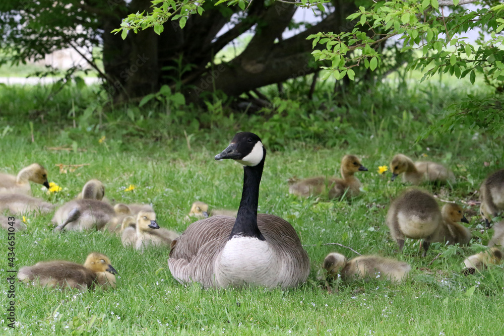 Canada geese adults and chicks in a group brooding situation, where chicks of different ages are mixed together with the parents watching all chicks as a group. Different ages of geese chicks are seen Canada geese adults and chicks in a group brooding situation, where chicks of different ages are mixed together with the parents watching all chicks as a group. Different ages of geese chicks are seen