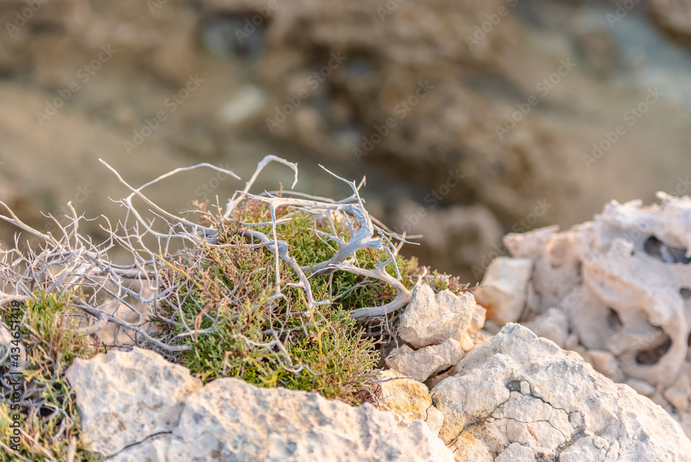 Beautiful juniper on the rocks. The Japanese call it Yamadori. In the light of the setting sun, we admire the natural bonsai on the rocks of Cyprus. Beautiful juniper on the rocks. The Japanese call it Yamadori. In the light of the setting sun, we admire the natural bonsai on the rocks of Cyprus.