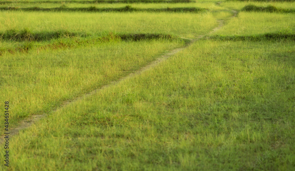 green grass texture and grass field green grass texture and grass field