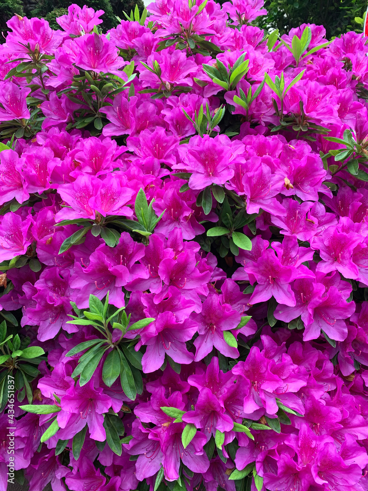 pink flowers pink flowers