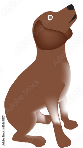 Perro con orejas grandes sentado. Fondo transparente