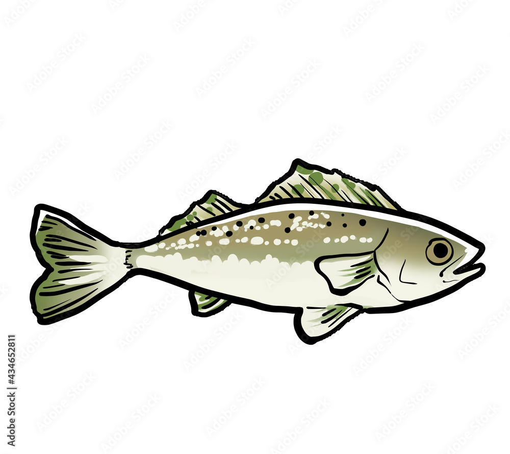 Obraz premium Simple and realistic sea bass material