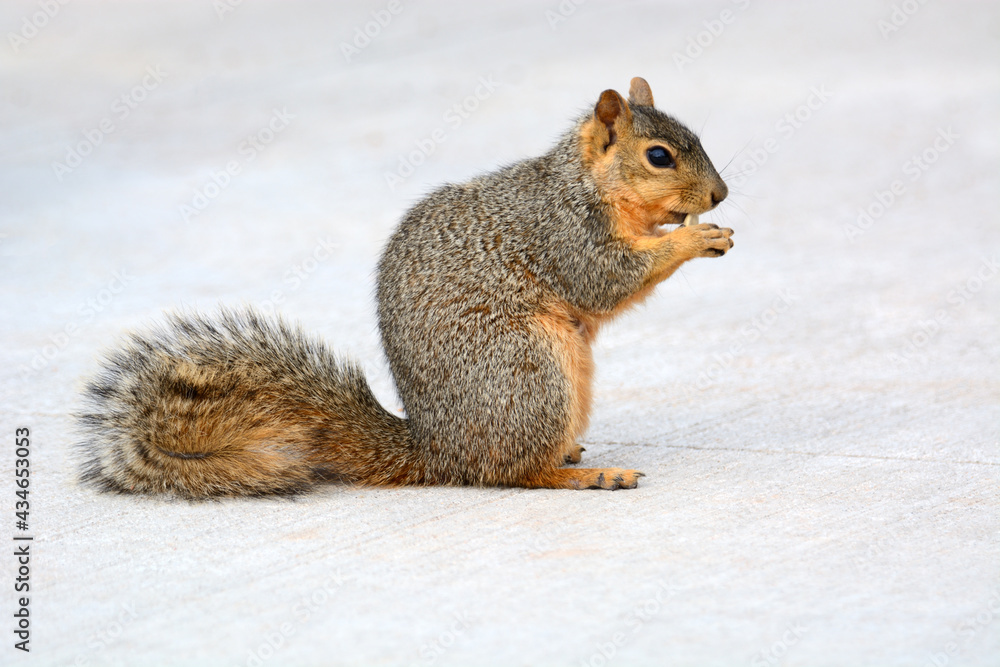 Urban Red fox squirrel eating and nibbling morsel on sidewalk Urban Red fox squirrel eating and nibbling morsel on sidewalk