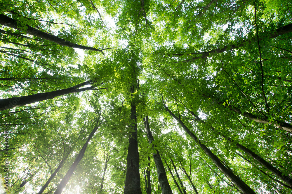 Obraz premium forest trees. nature green wood sunlight backgrounds