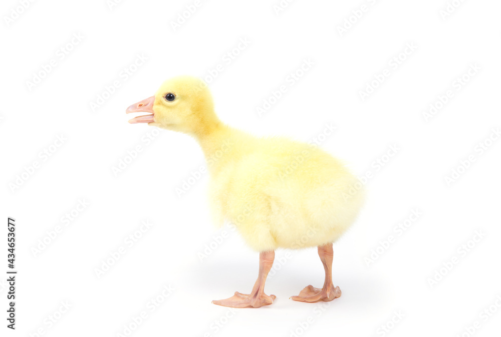 Cute little newborn fluffy duckling. One young duck isolated on a white background. Cute little newborn fluffy duckling. One young duck isolated on a white background.