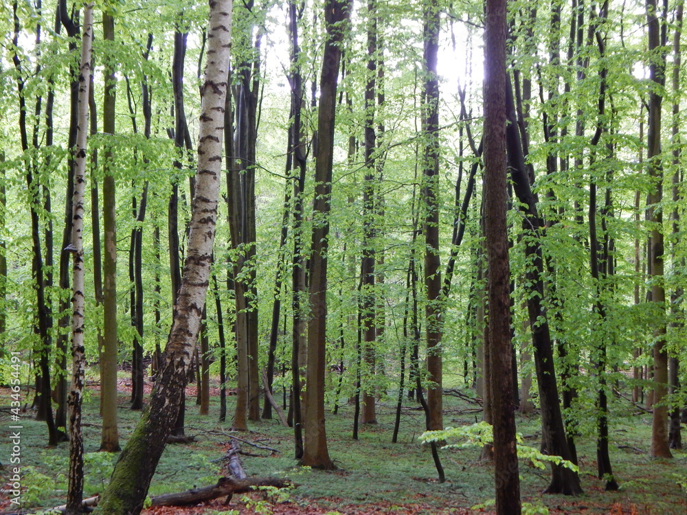 Obraz premium trees in the forest